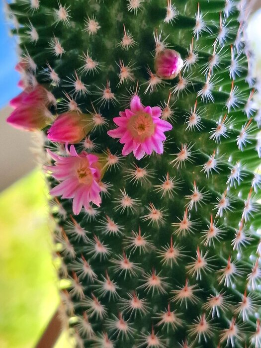 Grön kaktus med små rosa blommor och vita taggar, närbild, mot suddig bakgrund.