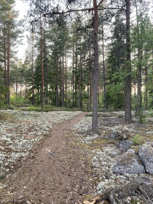 Skogsväg, tallar, ljung, stenar, naturstig, vildmark, grönska, dagtid, fridfullt, skandinavisk skog, utomhus.