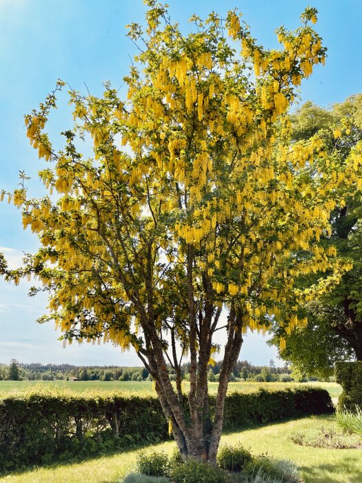 Ett blommande träd med gula blomklasar, mot en klarblå himmel, grön häck i bakgrunden.