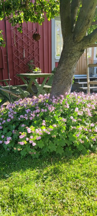 Solsken, blommande buske, träd, gröna trädgårdsmöbler, röd trähusvägg, lugn, idyllisk trädgårdsmiljö.