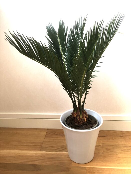 Grön krukväxt (sagos palm) i vit kruka, inomhus, ljusa väggar, trägolv.