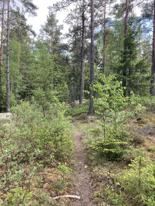 En stig genom en tät och grön blandskog under en mulen dag.