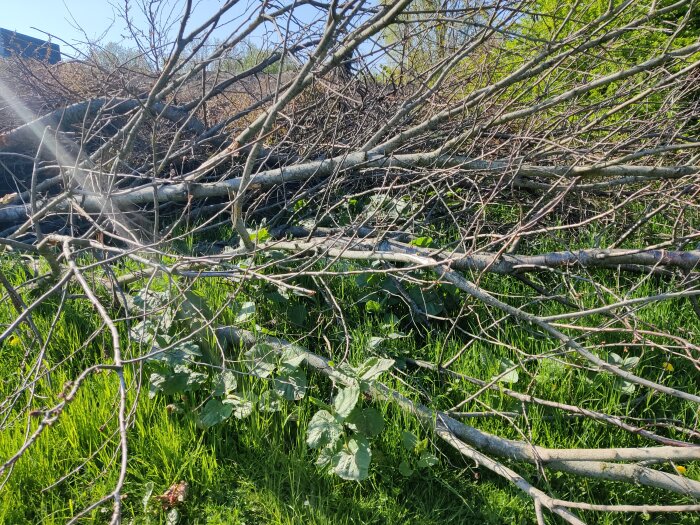 Nerfallna trädgrenar över grönt gräs, solsken, vår eller sommar, natur, rörig, utomhus.