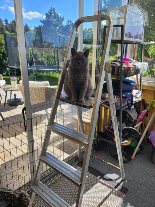 En grå katt sitter på en stege i en glasad altan med trädgårdssyn.
