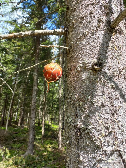 Röd julgranskula hänger från gren på träd i skog, dagsljus, natur, utomhusdekoration.