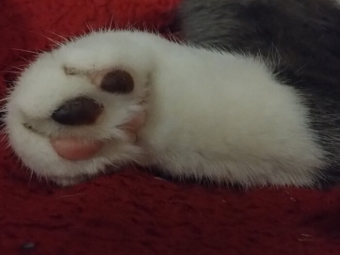 En närbild på en kattens vit och grå tass liggandes på röd yta.