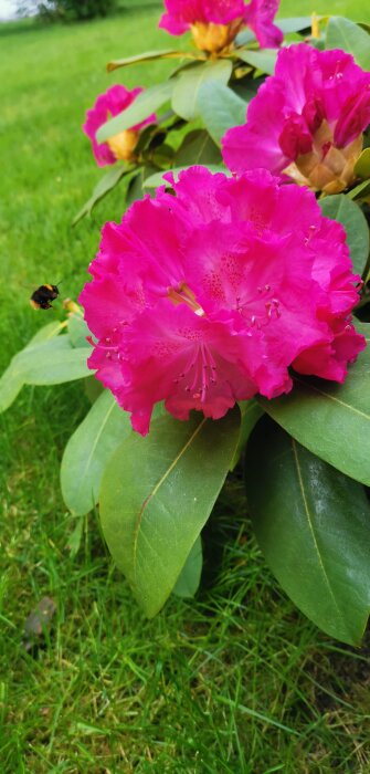 Vibrant lila rhododendronblommor, gröna blad, humla flyger nära, gräsmatta i bakgrunden.