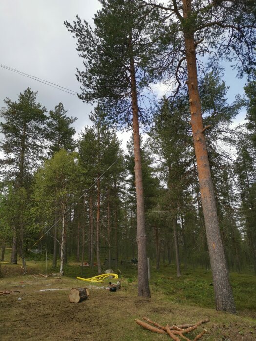 Skogsmiljö med trädfällning, avverkning, sågat träd, grenar på marken och skogsredskap.