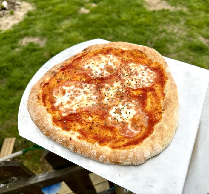 Nygräddad pizza med tomatsås och ost utomhus på skärbräda, bakgrundsgräs.