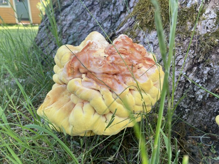 Stor svamp vid träd, gul och vågig, natur, gräs, utomhus, dagsljus, ingen synlig person.