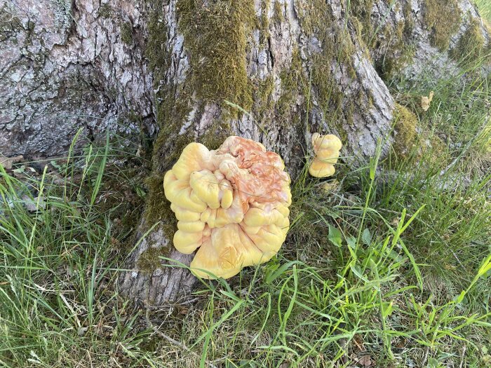 Stor svamp vid trädstam, mossa, gräs, i skogsmiljö.