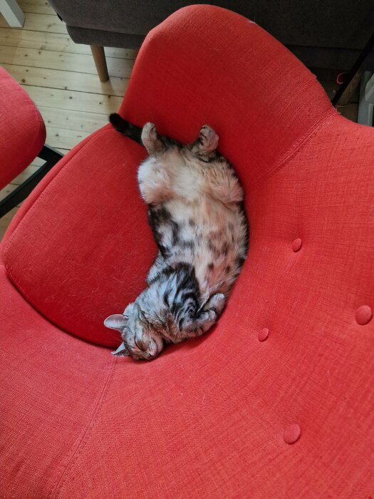 En katt ligger upp-och-ned på en röd stol, ser avslappnad och sovande ut.