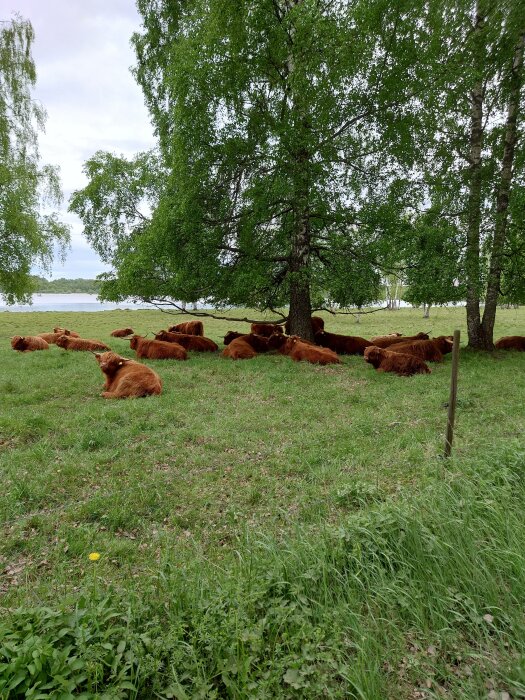 Kossor vilar under träd, grön äng, nära vatten, lantligt landskap.