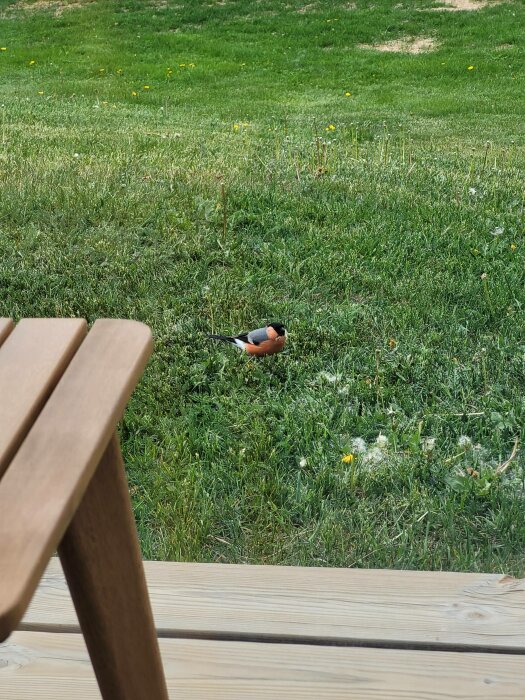 Fågel på gräsmatta, träveranda i förgrunden, soligt, grönt gräs och maskrosor.