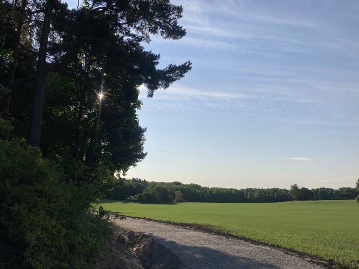 Lantlig väg, gröna fält, träd, solstrålar, klar himmel, fredlig natur, grusstig.