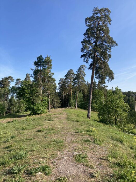 Grön kulle, träd, klar himmel, stig, dagtid, fridfull, natur, utomhus.