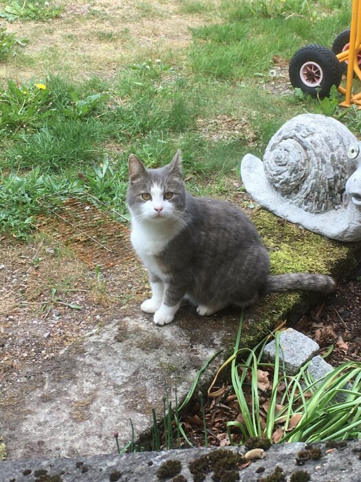 Grå och vit katt sitter bredvid stenig snigelstaty, grönt gräs, gult leksakshjul i bakgrunden.