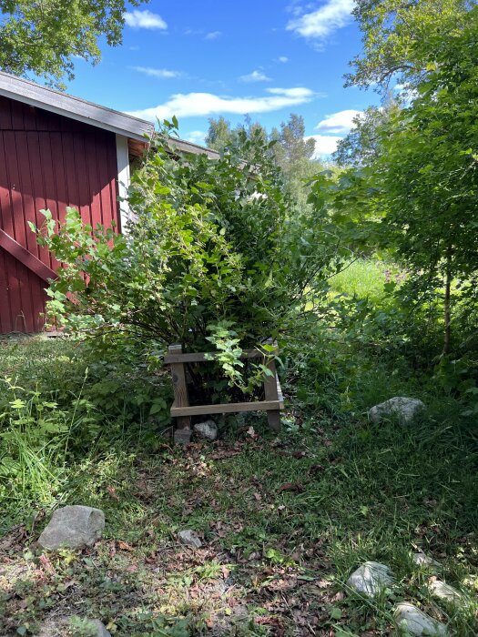 Växtlighet som växer över en trästruktur nära en röd byggnad under en solig dag.