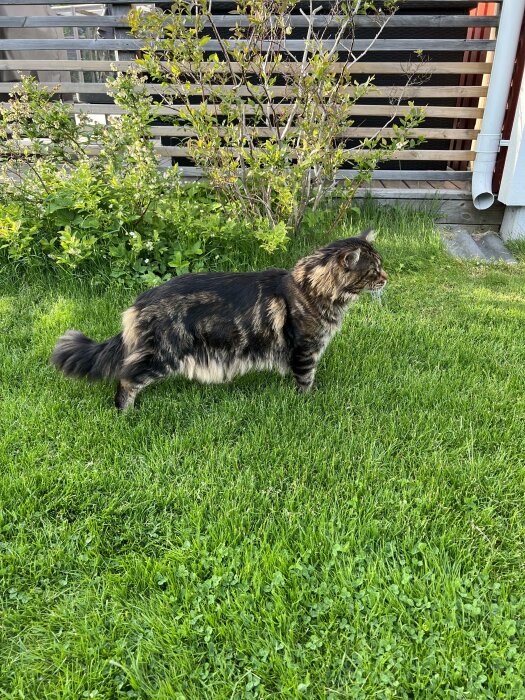 Långhårig flerfärgad katt går i grönt gräs med buskar och staket i bakgrunden.