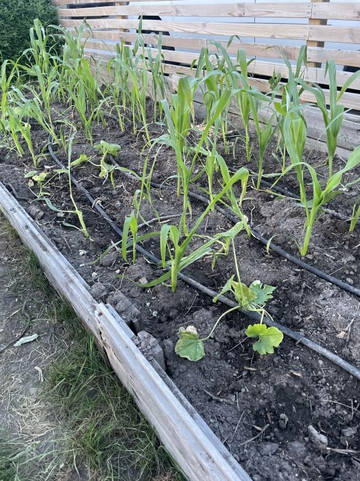 En odlingslåda med unga majsväxter och några squashplantor, bevattningsrör på jorden.