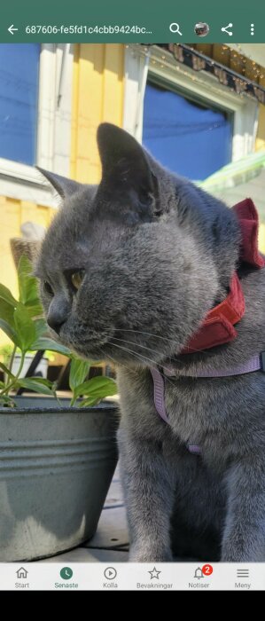 Grå katt i sele sitter ute nära krukväxt, bakgrund av hus och himmel.