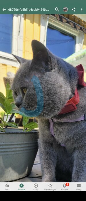 Grå katt med sele sidoprofil, blå kragetejp på hakan, utomhus, krukväxter, smartphone-appgränssnitt.