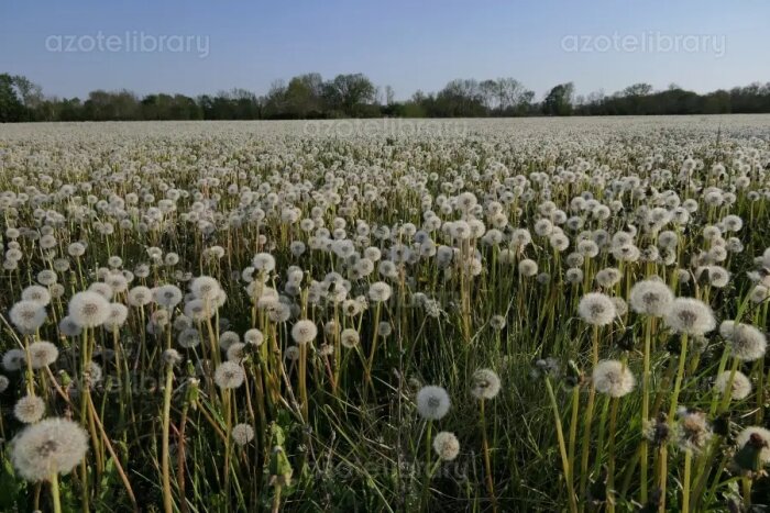 Ett fält med fluffiga maskrosfrön under blå himmel, vårljus, natur, ingen person synlig.