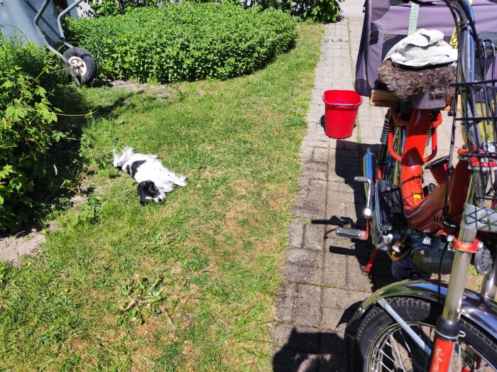 Hund ligger på gräsmatta, röd hink, skottkärra, del av röd cykel, soligt, gröna buskar.