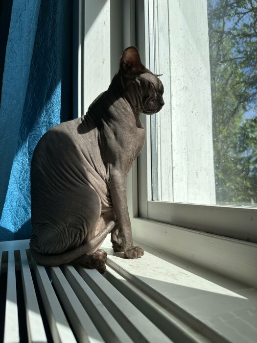 Sphinxkatt tittar ut genom fönster, sittandes på fönsterbräda bredvid blå gardin, solljus, träden utomhus.