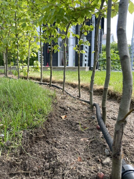 Gröna lövträd planterade i rad, gräs, modern byggnad i bakgrunden, dagtid.