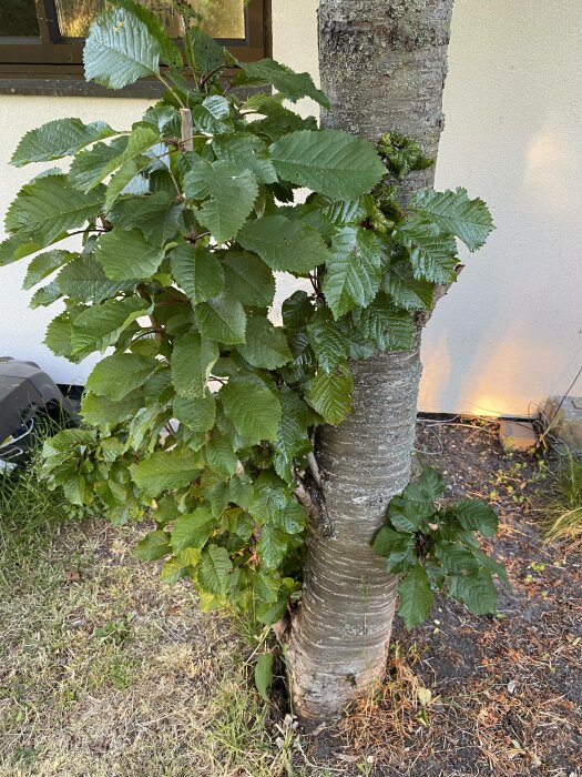 Träd med gröna blad som växer ut direkt från stammen, gräs, jord, husvägg, fönster.