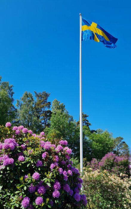 Svensk flagga vajar ovanför blommande rhododendronbuskar mot klarblå himmel.