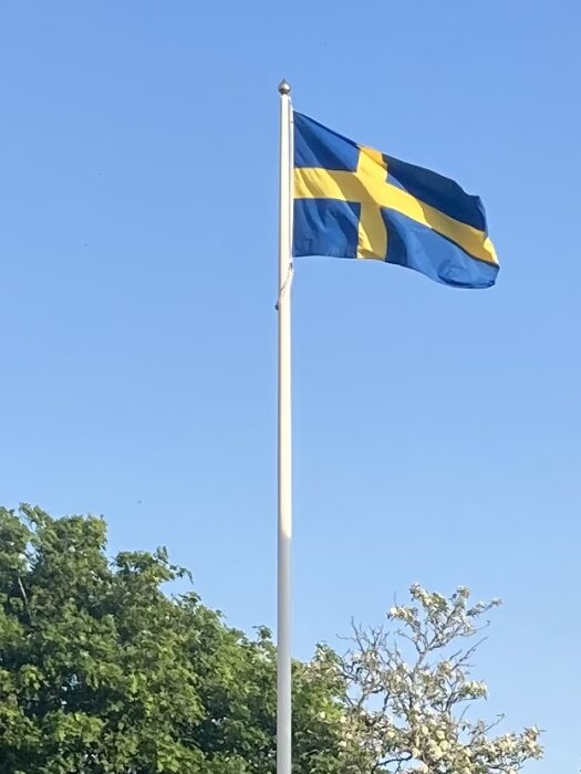 Svenska flaggan vajar mot en klarblå himmel, omgivet av gröna trädgrenar.