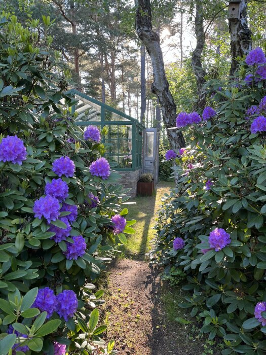 Lummig trädgång, lila rhododendron, träd, växthus, fågelholk, sol, natur, fridfull.