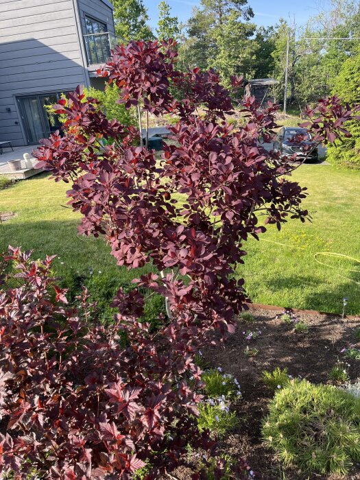 Trädgård med röd lönn, grönt gräs, hus, klar himmel, soligt, planteringar, fridfullt bostadsområde.