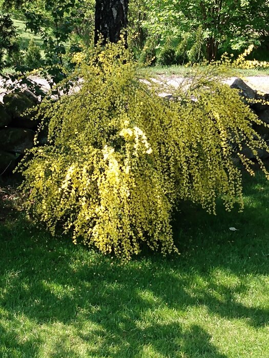 Grön buske med gula blommor, soligt, gräs, i en park eller trädgård.