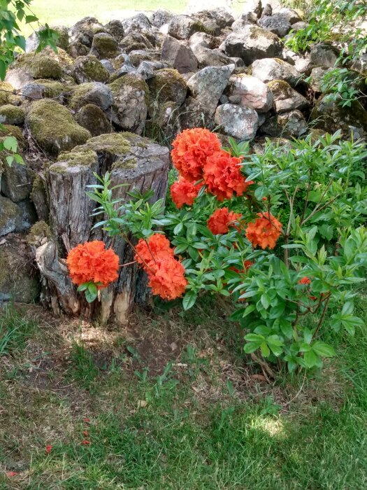 En stubbe, mossa, stenmur och orange blommor i en trädgård under dagtid.