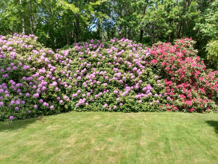 Blomstrande häck med lila och röda rhododendron, grönt gräs framför, träd bakom i solsken.