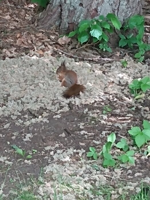 Ekorre på marken nära trädstam, omgiven av gröna blad och löv, i naturlig miljö, lite suddig.