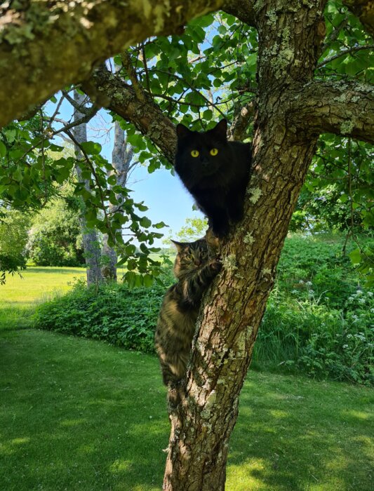 Två katter i ett träd, en svart och en randig, gröna löv, soligt, utomhus.