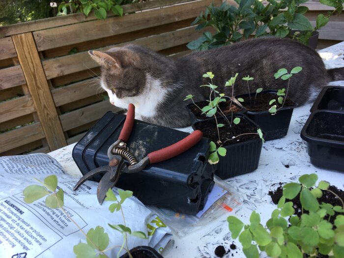 Katt utforskar trädgårdsarbetsplats med plantor, jord, sekatör och växtlighetsbehållare utomhus.