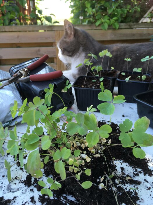 Katt bredvid plantor och trädgårdsredskap på ett bord utomhus.