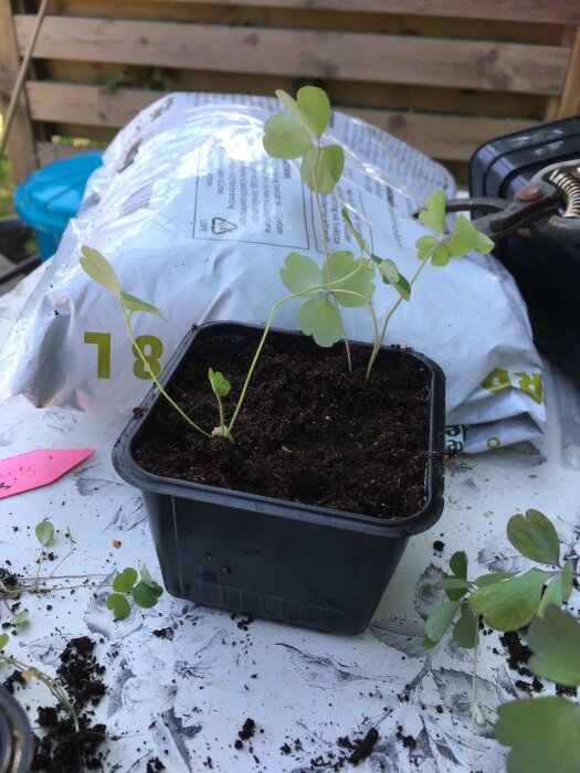 Plantor i kruka, jordpåse, sax, odlingsbordet med spilld jord.