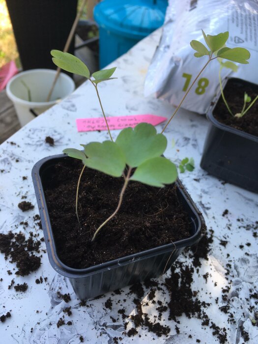Unga plantor i svart kruka, jord, odlingsbord, utomhus, dag, trädgårdsskötsel, hobby.