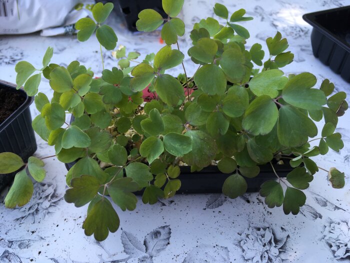 Grön krukväxt på vit bakgrund med lövavtryck och svart kruka, odlingsbord.