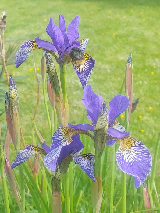 Ljuslila irisar med mönstrade kronblad, en humla pollinerar, grönt gräs bakgrund, dagtid, fokus på förgrunden.