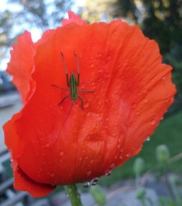 Orange vallmo med daggdroppar, grön gräshoppa på kronbladet, naturens skönhet, närbild.