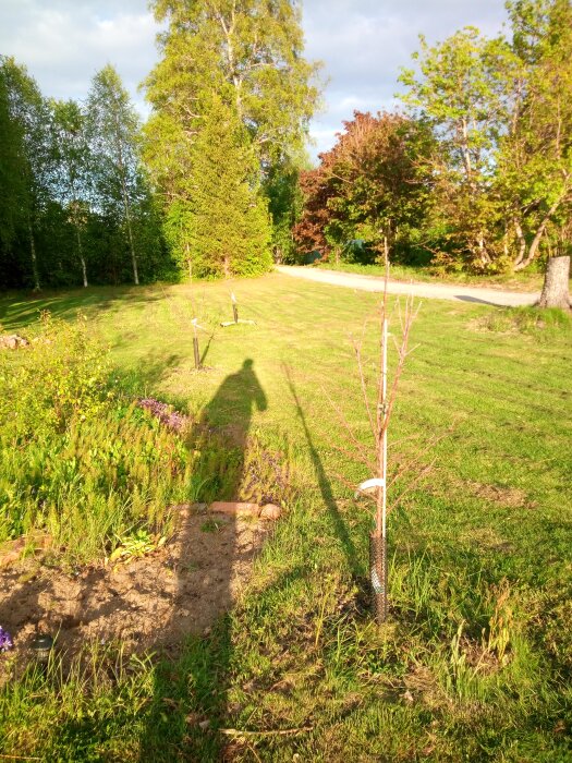 Soligt grönt landskap, trädgård, ungt träd, skugga av en person, blommor, gräs, klar himmel.