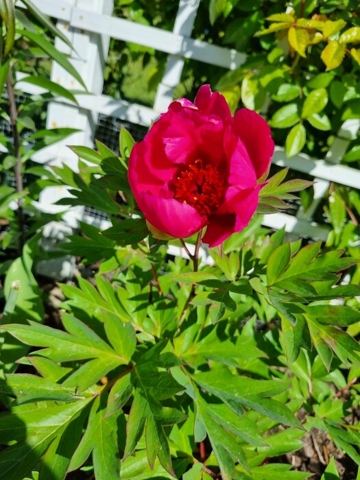 En levande rosa pion mot en bakgrund av gröna blad och en vit trästaket.