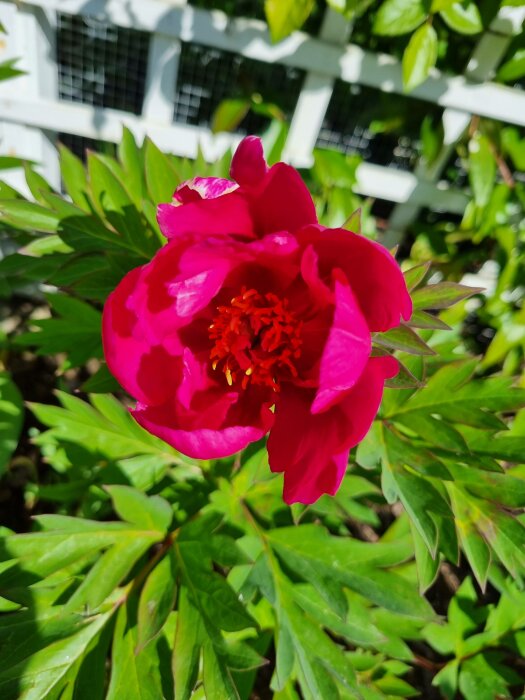 En strålande rosa pion i förgrunden med gröna blad och vit spaljé i bakgrunden.